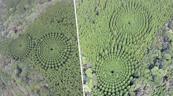 Cercurile misterioase dintr-o padure din Japonia! Misterul lor a fost in sfarsit elucidat si s-a descoperit ca fac parte dintr-un experiment vechi de 50 de ani