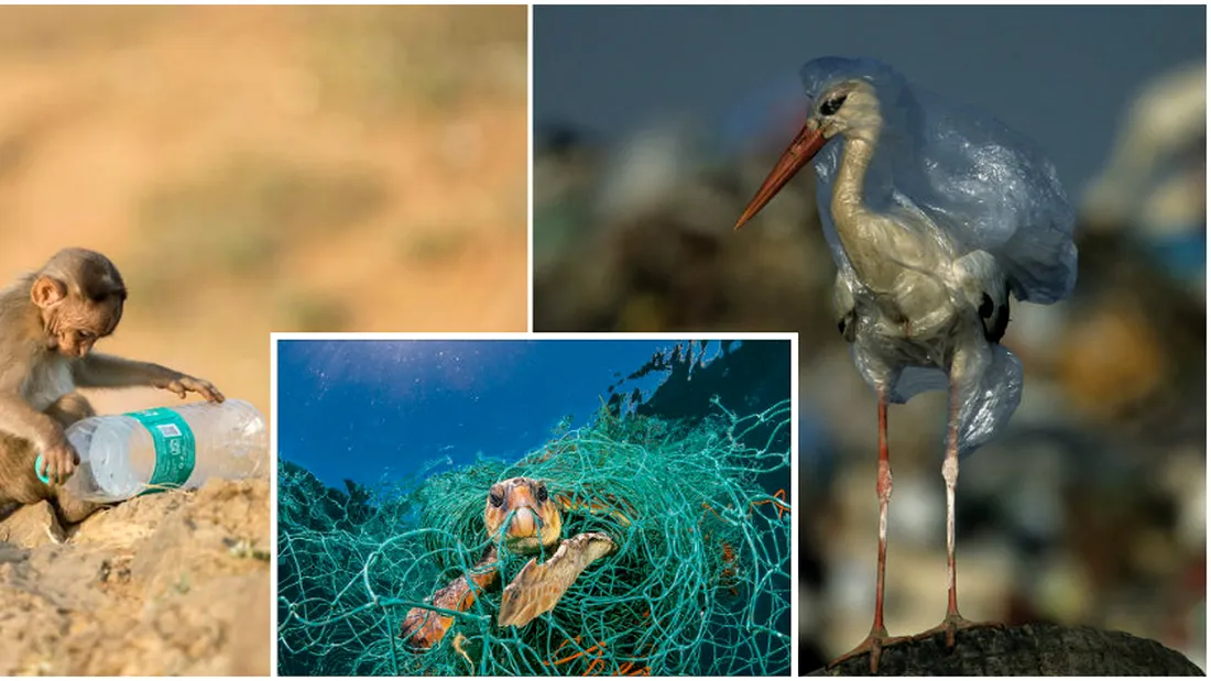 Plasticul a invadat natura! Ce efect dezastruos au gunoaiele pe care le aruncam asupra animalelor. Imagini infricosatoare cu realitatea