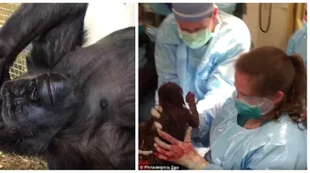 Gorila Kira a nascut cu ajutorul unor ginecologi care trateaza oamenii! Puiul ei a venit pe lume ZAMBIND!