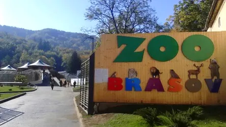 Doi ingrijitori de la Gradina Zoologica au fost atacati de ursi. Ce faceau in cusca animalelor