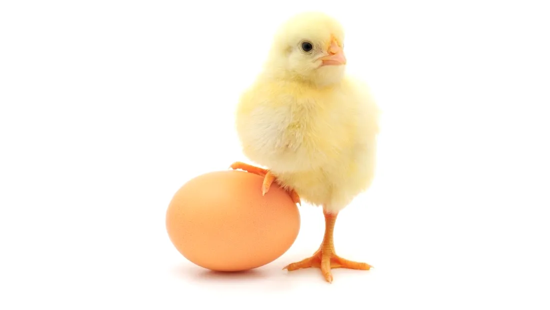 Cine a fost primul, oul sau găina? Răspunsul clar al științei