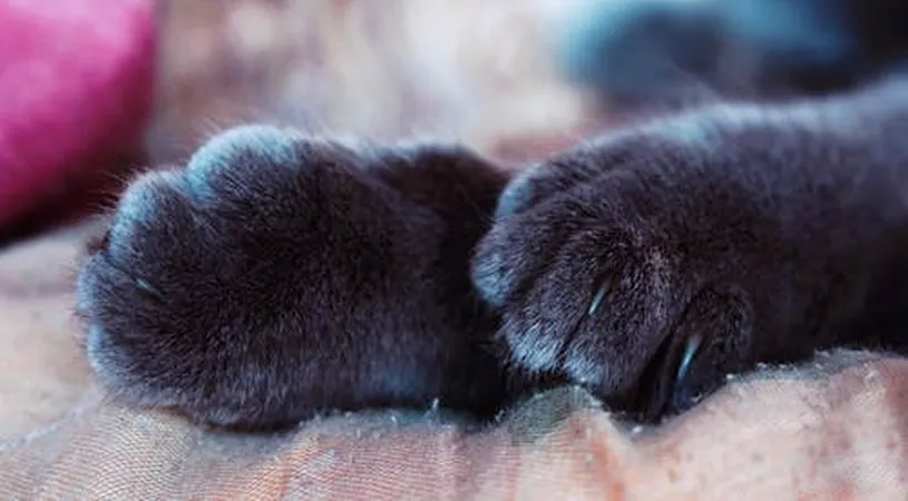 Horoscop marți, 18 mai 2021. O zi plină de nevrevăzut!