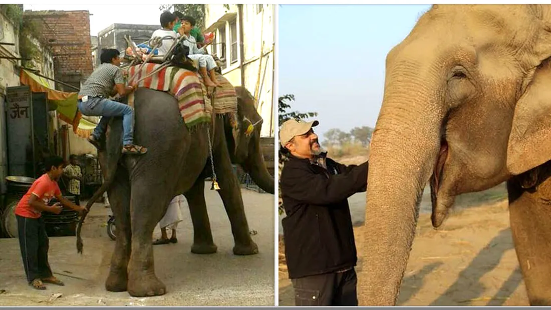 Elefantul acesta a muncit 40 de ani la negru, pentru stapanul sau. Intr-o zi, a fost eliberat. Cum a reactionat bietul animal VIDEO