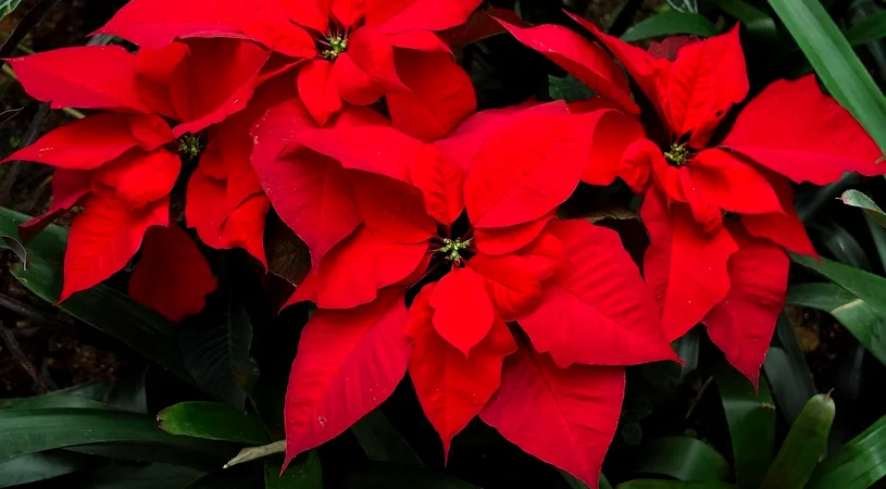 Cum poți prelungi durata de viață a Crăciuniței. Trucul la care nu s-ar fi gândit nimeni