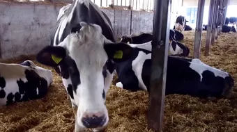 Super vaca Sorina a uimit o lume! A doborat un record national! De ce e atat de speciala si a ajuns „vedeta” printre bovine