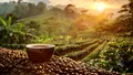 (P) Yirgacheffe: secretele celei mai aromate cafele din Etiopia