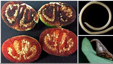 Specii noi descoperite in 2017: paianjenul-palarie, rosia care sangereaza sau viermele cu 4 penisuri!