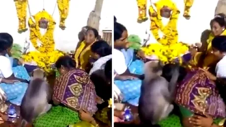 Gestul facut de o maimuta la inmormantare. Toata lumea a inlemnit. Imaginile VIDEO sunt virale