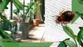 Plantele care îndepărtează ploșnițele din casă. Poţi scăpa rapid de insectele nedorite