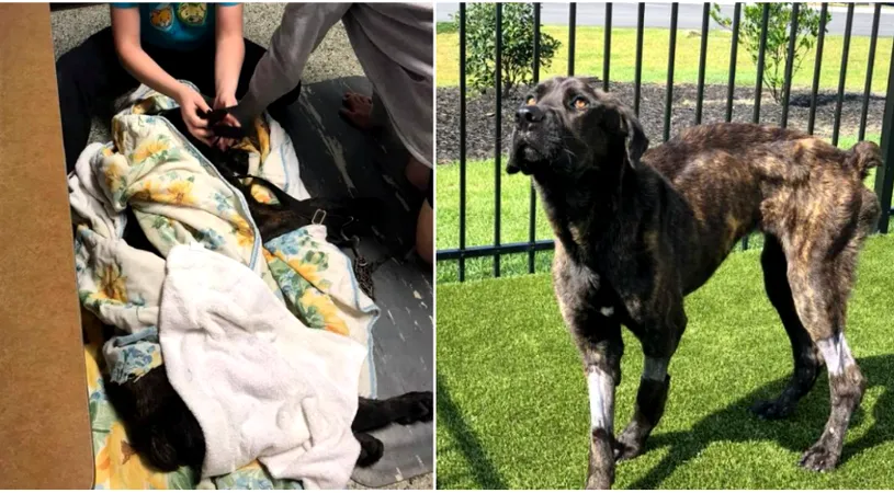 Caine infometat de catre stapana lui si lasat sa moara! Motivul e atat de absurd. Pe cine incerca sa se razbune femeia VIDEO