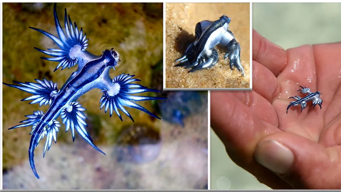 Micul 'Dragon' albastru din viata reala si-a facut aparitia! Ce este aceasta creatura minunata VIDEO