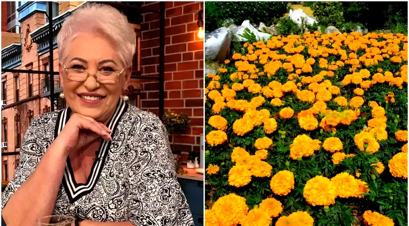 Planta care scade glicemia, dar te scapă şi de muşte şi ţânţari. Lidia Fecioru: „Este aur curat”