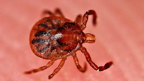 S-a descoperit un nou virus mortal, transmis de CAPUSE. In ce stare a ajuns la spital un barbat care a fost muscat de mai multe ori. Ce simptome avea