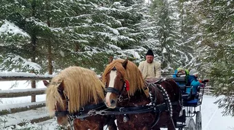 Plimbarea cu trăsura trasă de cai, atracția turistică preferată de turiști, în Bucovina! Gruia și Bendeac, caii de la poalele Călimanilor, iubiți de toată lumea