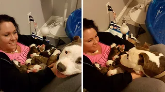 A salvat un pitbull de pe strazi si nu i-a venit sa creada ce s-a intamplat la scurt timp. A fost uimita VIDEO