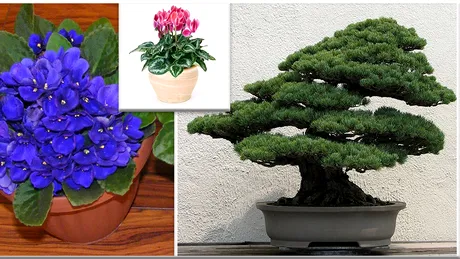 Plantele care iti dau energie. Ce flori trebuie sa cresti in apartamentul tau