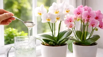 Îngrijirea orhideelor: soluția simplă care le aduce înflorirea înapoi în doar două săptămâni