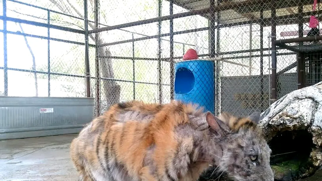 Un pui de tigru bolnav a fost salvat dintr-un circ. Arata deplorabil si blana ii cadea. Cum a reusit sa se puna pe picioare VIDEO