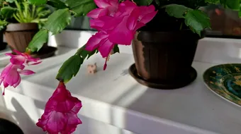 Cum să readuci cactusul de Crăciun la viață. Ingredientul simplu care stimulează înflorirea spectaculoasă