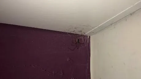 Credea ca are praf in coltul camerei, dar i-a inghetat sangele in vene cand a vazut CE E! Imaginea asta a devenit virala pentru ca nu si-a facut curat in camera