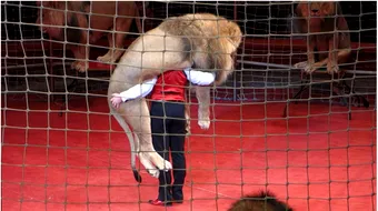 E cel mai dement numar de dresura de lei din cate exista pe pamant! Omul asta a luat leul in carca si ce a facut apoi e ireal VIDEO