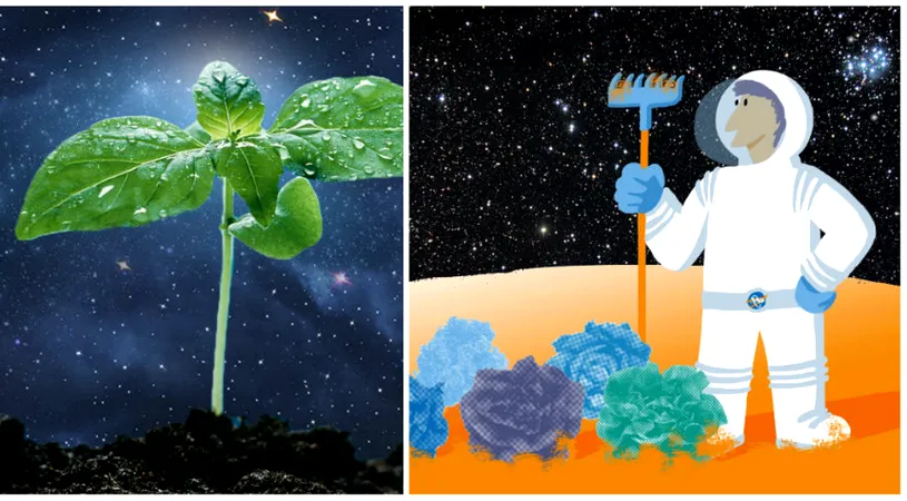 NASA vrea sa creasca legume in spatiu! Cum ar putea ajuta omenirea asa o misiune