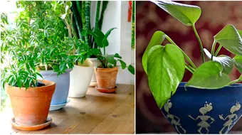 Cea mai noua planta care curata aerul din locuinta! E una banala, dar are proprietati incredibile