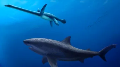 Cel mai bătrân STRĂMOȘ al RECHINILOR înota în apele Australiei pe vremea dinozaurilor