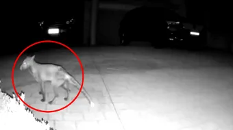 Animal misterios surprins in toiul noptii cu ajutorul camerelor de supraveghere! Nimeni nu isi explica ce e sau de unde a aparut VIDEO