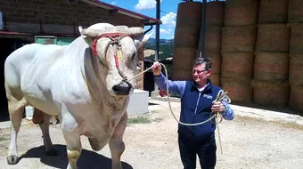 VIDEO! E cel mai mare taur din lume si printre primele rase descoperite vreodata! Are aproape 2 metri inaltime si 1.740 kilograme! Nu ai vazut niciodata un asa animal urias!