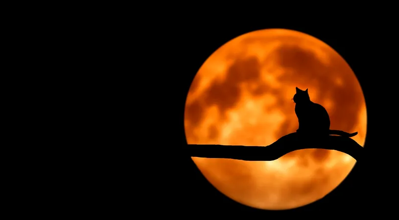 Horoscop 31 octombrie 2018: Taurii au de rezolvat urgent o problema!