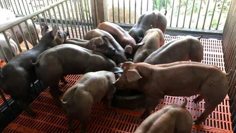 Un fermier a pus un anunt ca vinde porci mutanti. Cand le-a aratat tuturor animalele, oamenii s-au ingrozit