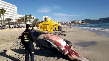 Balena insarcinata, moarta pe plaja! E IREAL ce au gasit oamenii in pantecele ei, pe langa fetus VIDEO