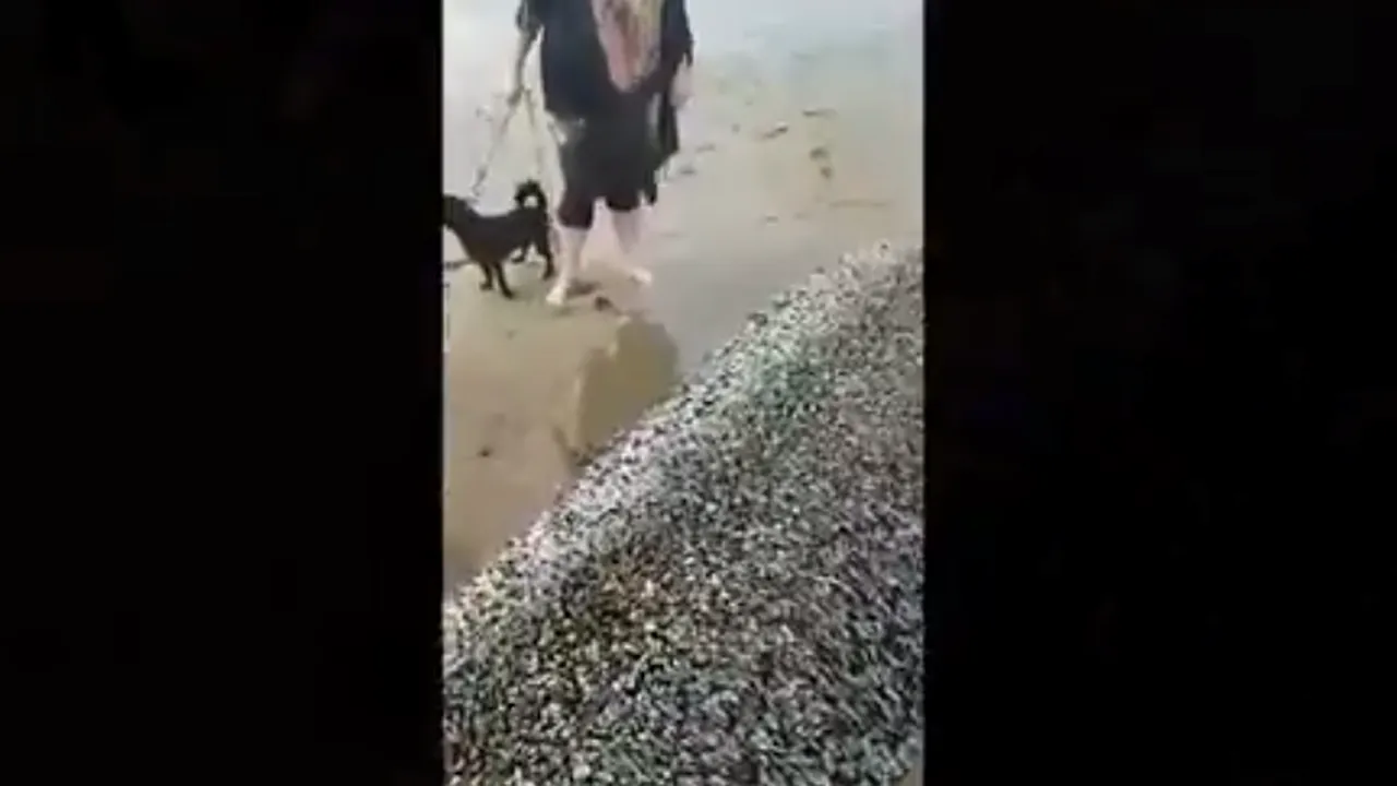 obiect ciudat pe plaja 1 