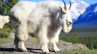 Animalul care sigur nu stiai ca exista! Asa arata o capra de munte din SUA! E unul dintre cele mai putin cunoscute animale din lume