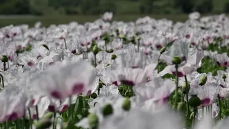 Floarea care le aduce profituri uriase agricultorilor romani: un singur kg se vinde cu 6 euro! Planta are nevoie de aprobari speciale pentru a putea fi cultivata