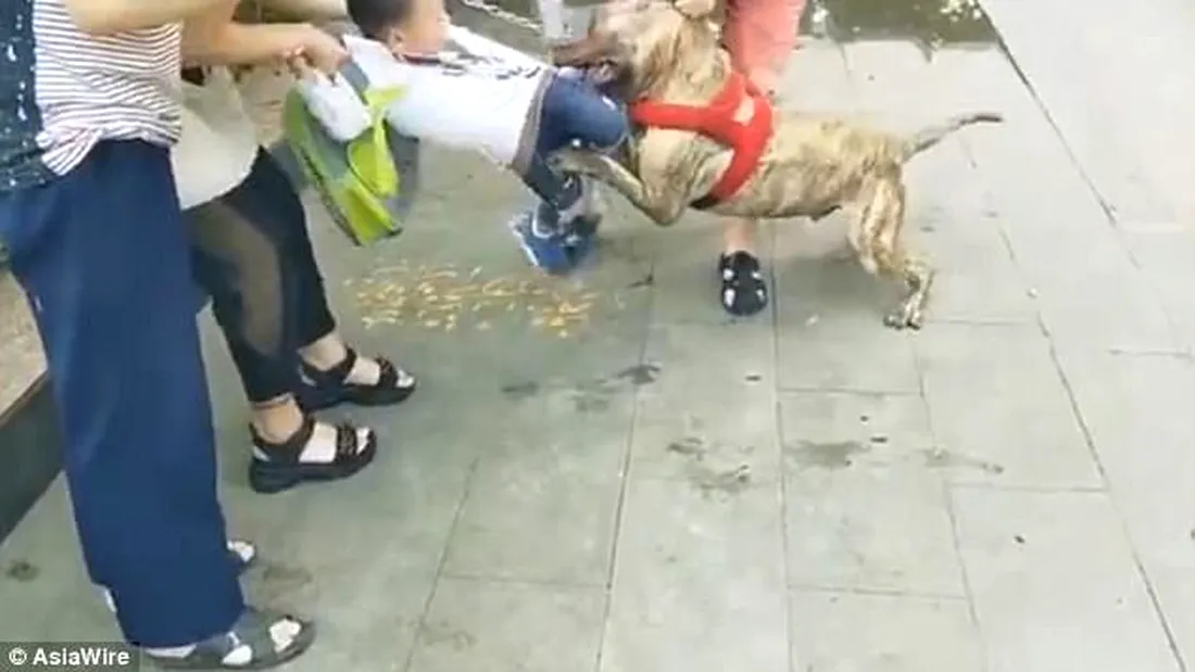 Un copil de 4 ani, sfasiat de un pit bull in plina strada! Momente socante cu bestia tragand de micut, in timp ce trecatorii se chinuie sa-l salveze VIDEO