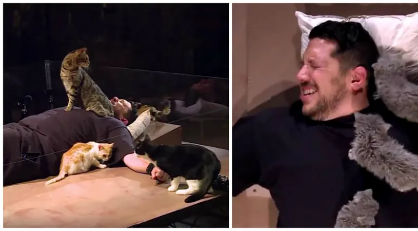 Tipul asta are o fobie de pisici grava, dar a fost legat cu lanturi ca sa poata sta in aceeasi cutie cu multe feline! VIDEO