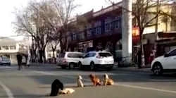 Galerie foto - Poza #4