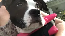 Galerie foto - Poza #2