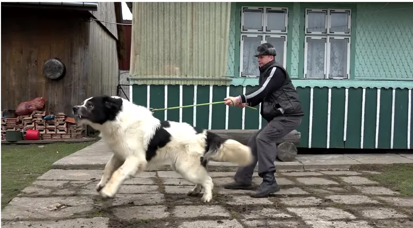Atacul salbatic al unui ciobanesc de Bucovina! Stapanul se dadea mare pentru o filmare: “Fa-te o tara la mine! Fa-te o leaca ca nu sare gardu’!” VIDEO incredibil
