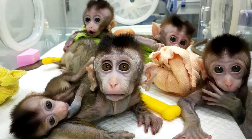 Maimute modificate genetic. Creierul primatelor seamana cu cel al oamenilor! Aparitia animalelor a starnit controverse