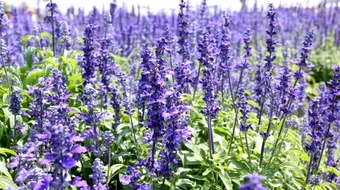 Isopul, planta medicinala care curata organismul! Sub ce forma se consuma si ce beneficii aduce