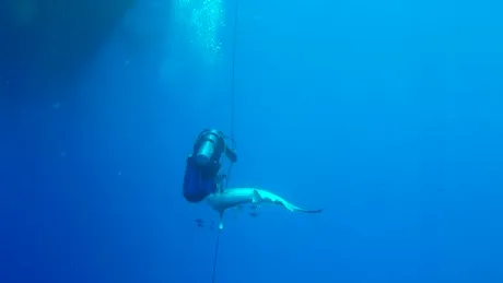Un scufundator a fost atacat de un rechin si a scapat din coltii lui ca pe urechile acului  VIDEO