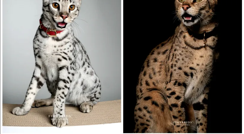 Cea mai scumpa rasa de pisici din lume! Cat costa un exemplar din rasa Savannah ?! Iti iei o garsoniera in periferia Bucurestiului cu banii astia!