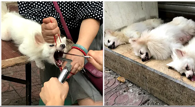 Caini chinuiti in mijlocul strazii! Un veterinar i-a maltratat de fata cu stapanii lor. De ce au fost mutilati