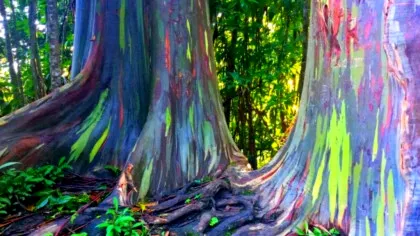 Povestea eucaliptului curcubeu, cel mai frumos copac din lume
