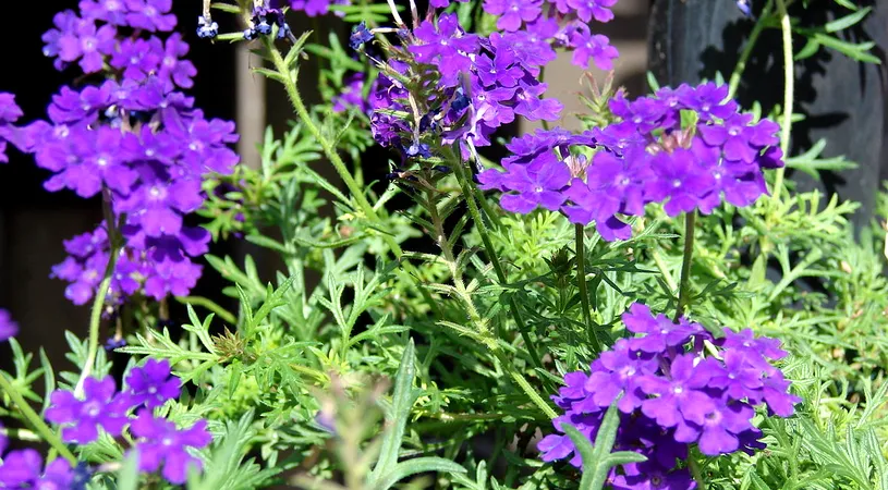 Verbina, leac pentru numeroase afectiuni. Este una dintre cele mai vechi plante medicinale si sustine sistemul nervos!