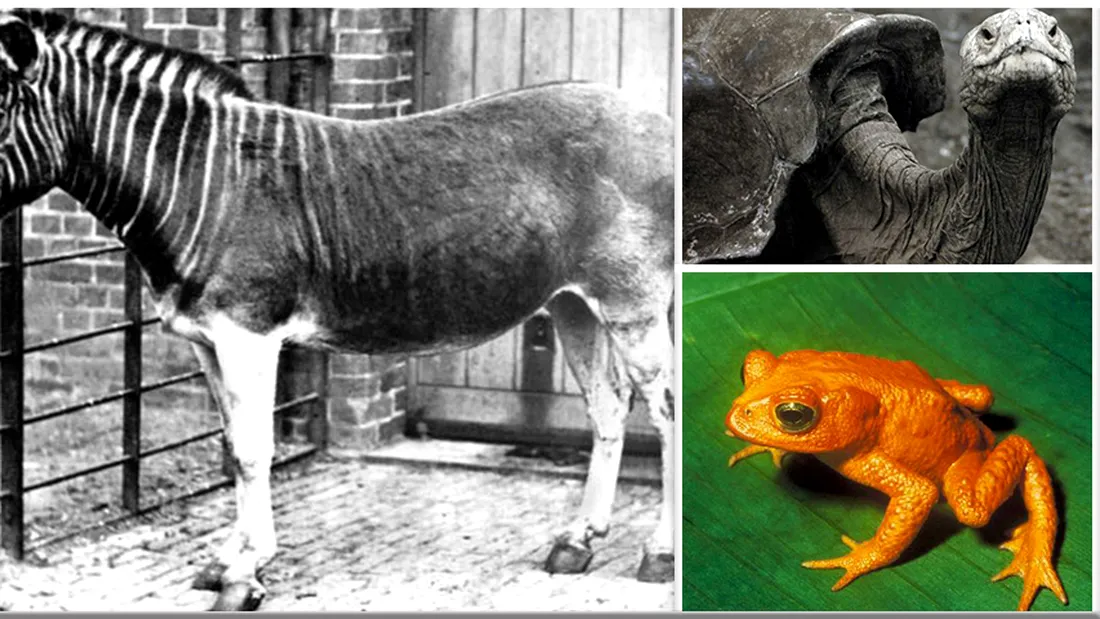 5 animale care mai exista in imagini! Speciile lor au disparut si mai poti fi admirate in poze sau in muzee