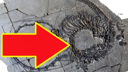 MITURI confirmate! Cercetătorii au găsit scheletul unui DRAGON adevărat